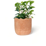 Load image into Gallery viewer, Wavy Planter - Large
